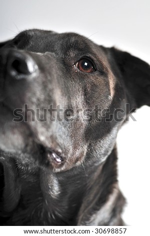 black dog with leather collar watching his master on white background