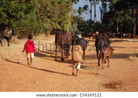 The animals go grazing - Pomerini - Tanzania - Africa 2013 Men and children carry the cows grazing the plateau of the Village Pomerini in Tanzania