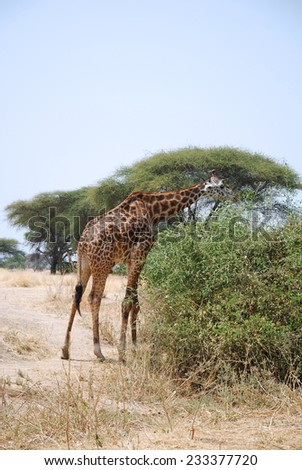 One day of Safari in Ruaha Park in Tanzania-Africa