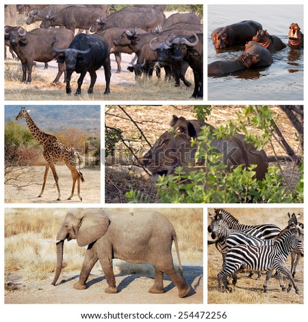 One day of safari in Ruaha National Park - Tanzania - Africa