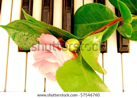 A camellia flower leaning like a note on the piano keys