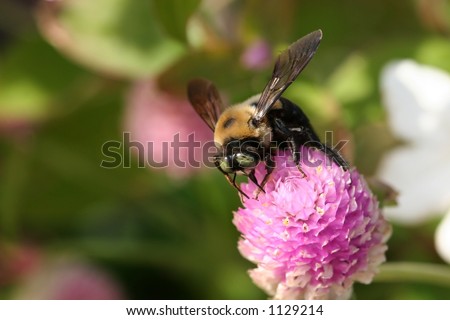 Carpenter Bee on Pink Flower