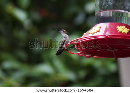 Female Ruby Throated Hummingbird Avoiding Being Dive-Bombed by the Others