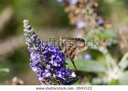 Long-Tailed Skipper on Purple Butterfly Bush Bloom