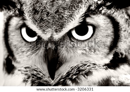 Great Horned Owl Closeup in Black & White
