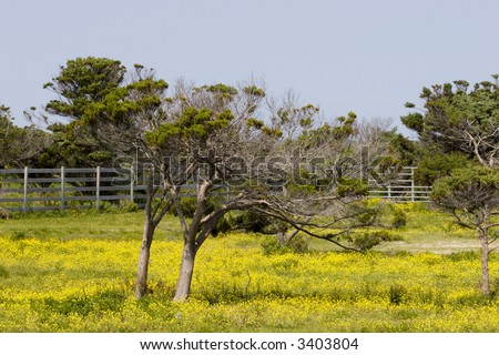 Live Oak Trees in a Pasture with Yellow Wildflowers Evergreen Oak in North and South Carolina