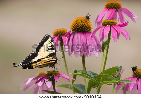 Beautiful Swallowtail Butterfly on a Purple Cone Flower