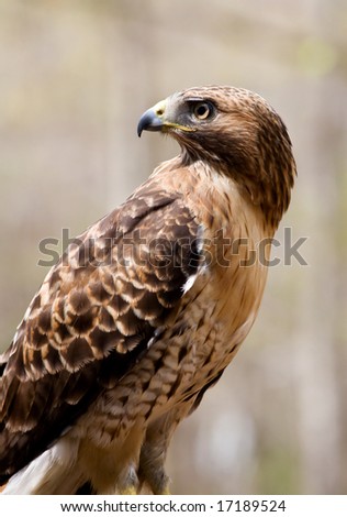 Red Tailed Hawk Side Profile