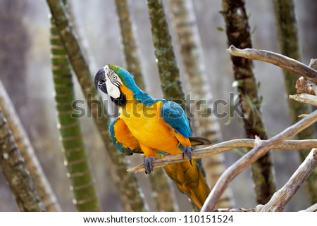 Blue-and-gold macaw (ara ararauna) in nature surrounding, Bali, Indonesia
