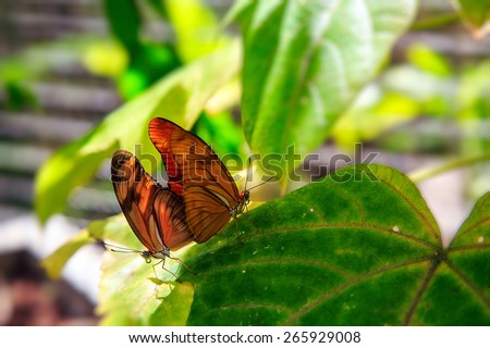 Two orange butterflies mating in Phuket Butterfly Garden, Thailand