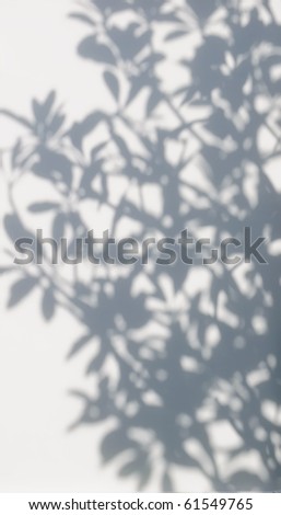 tree shadow on the white wall pattern