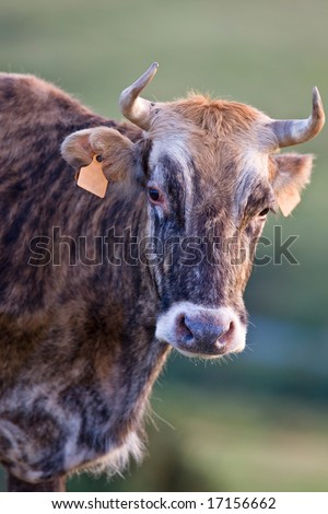 Cow portrait over a blurring background. Shallow depth of field