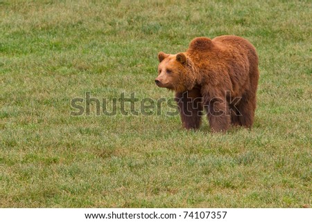 One brown bear, ursus arctos resting on the grass