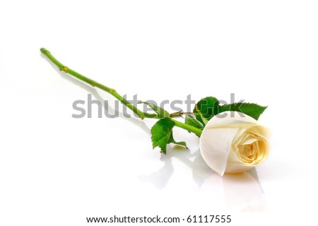Beautiful white roses reflection on white background