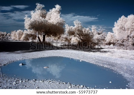 puddle and a tree with Infra red