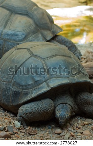 two old turtles