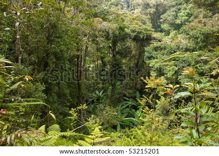 lush jungle fauna