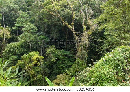 lush jungle foliage