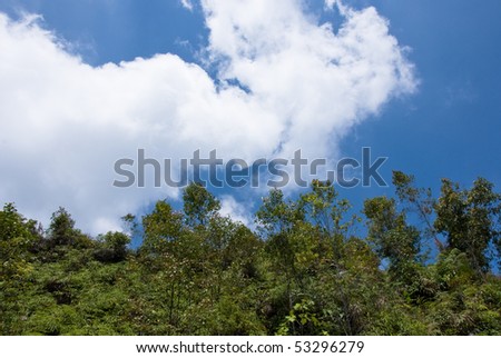 lush jungle with blue sky