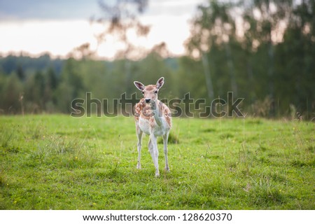 Young fawn deer stood in green countryside field with trees in background.