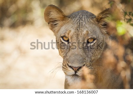 Lion, Samburu National Reserve, Northern Kenya, East Africa