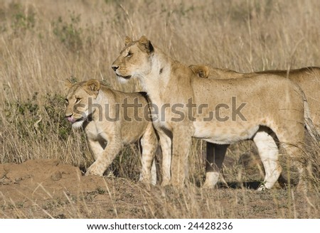 Pride of lions, Masai Mara, Republic of Kenya, Eastern Africa