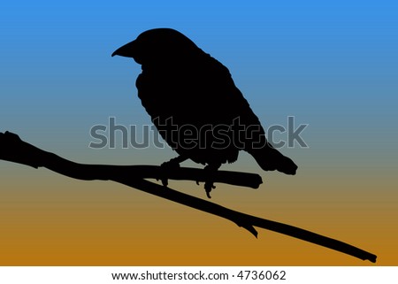 silhouette bird on tne branch