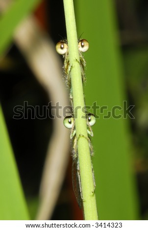 Two damsel flies looking from behind a blade of grass.