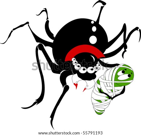 Black widow vampire spider with green mummy insect prey