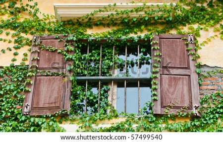 Tuscan window box with climber