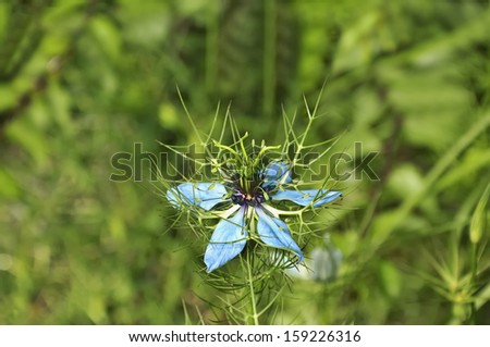 fennel flower