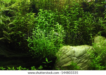 Fragment of the beautiful planted tropical freshwater aquarium - Green background