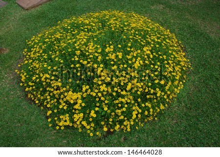 Background of Bed of Creeping Daisy - Wedelia Trilobata in Circle form