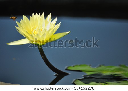 Yellow lotus or water lily and bee