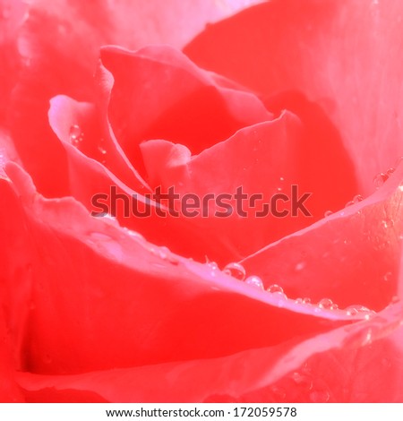 Close up of red rose - square format
