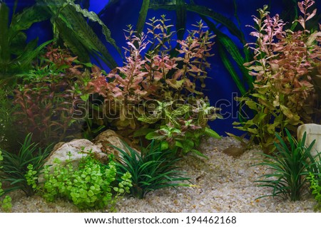 Fragment of the beautiful planted tropical freshwater aquarium