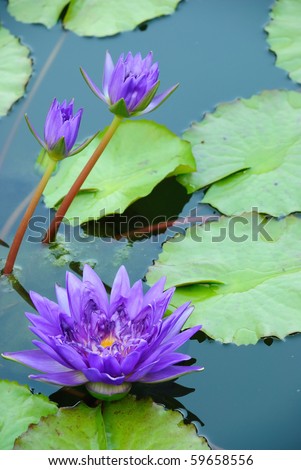 Three Purple Water Lily  and Green Leaves