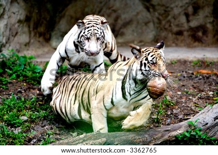 Two Tigers.