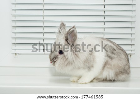 Decorative rabbit, white and grey color