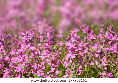 Beautiful pink spring flowers. Blure spring background