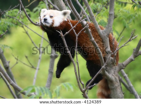 Rare shot of a red panda resting on a tree branch