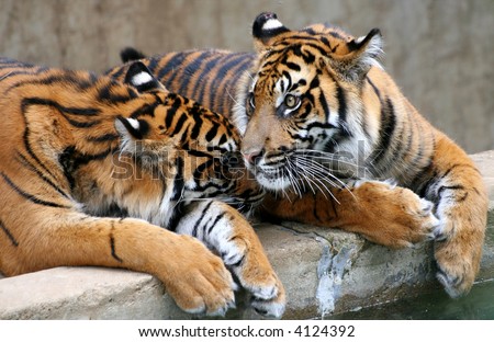 Two young tigers sitting next to one another, affectionate
