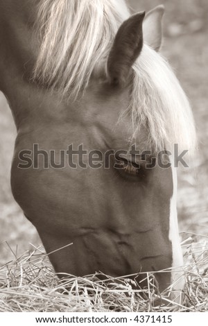 Horse portrait, close up shot, duo-tone