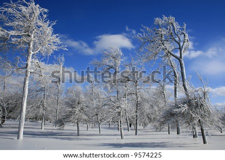 Frozen forest, snow, winter. Image taken at Niagara Falls park where the mist rising from Niagara falls freezes on trees forming a crust of ice that covers trees from top to  bottom