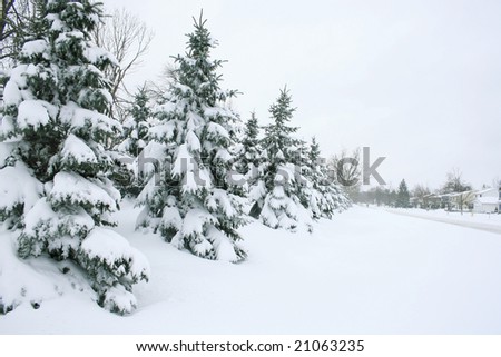 Seasonal, winter theme: snow covered street, trees and houses