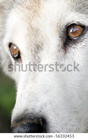 Close up portrait of a white arctic wolf