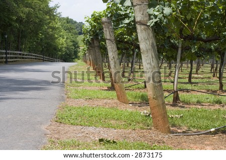 vineyard by the side of the country road with fence and lampposts on the other side.