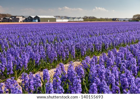 Hyacinths blooming in South Holland, Netherlands