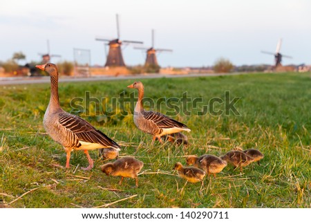 Goose family near Kinderdijk at sunset, South Holland, Netherlands