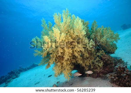 Yellow soft coral on a small coral reef against deep blue background